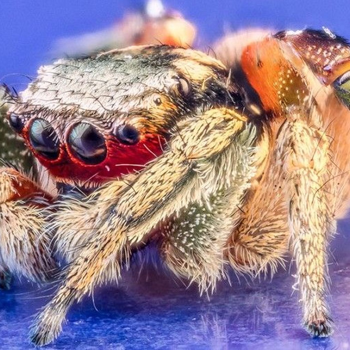 Örümceklerle İlgili İnandığınız 5 Yanlış, Bilmeniz Gereken 5 Gerçek!