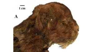 Siberian Find Reveals Ancient Saber-Toothed Kitten