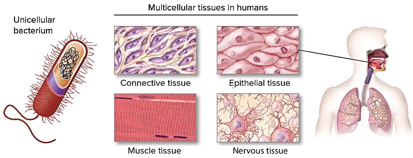 Sol: tek hücreli bakteri. Hücrenin dışı, katmanlarını ve içinde yer alan DNA'yı göstermek üzere kesilmiştir. Orta: insandaki çok hücreli dokular. Bağ doku, epitel doku, kas dokusu ve sinir dokusunun küçük çizimleri. Sağ: insan vücudunun üst kısmının şeması. Merkezde görülen epital dokuya benzer bir dokunun bulunduğu ağız içini gösteren bir şema.    Görsel hakları: sol, uyarlandığı kaynak: "Prokaryote cell, Ali Zifan (CC BY-SA 4,0), uyarlanmış görsel CC BY-SA 4,0 lisanslıdır; orta, uyarlandığı kaynak: "Four types of tissue", National Institutes of Health (genel kullanıma açık); sağ, uyarlandığı kaynak:"PseudostratifiedCiliatedColumnar", Blausen personeli (CC BY 3,0)