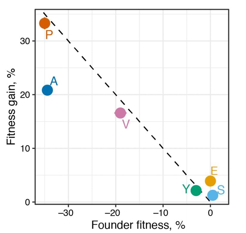 Kurucu ve evrimleşmiş popülasyonların uyum başarılarını gösteren bir grafik. Çizgili grafiğin (y=-x) üzerinde yer alan popülasyonlar, kontrol grubu olarak kullanılan E. coli'den daha yüksek uyum başarısına sahip popülasyonlardır. Altındakiler ise daha düşük uyum başarısına sahiptir.