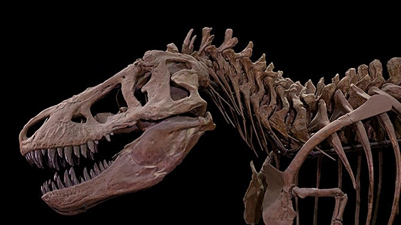 Tyrannosaurus