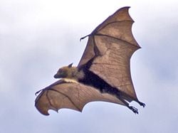 Lyle'ın uçan tilkisi adını nereden alıyor?