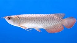 AKCİĞERLİ BALIKLAR