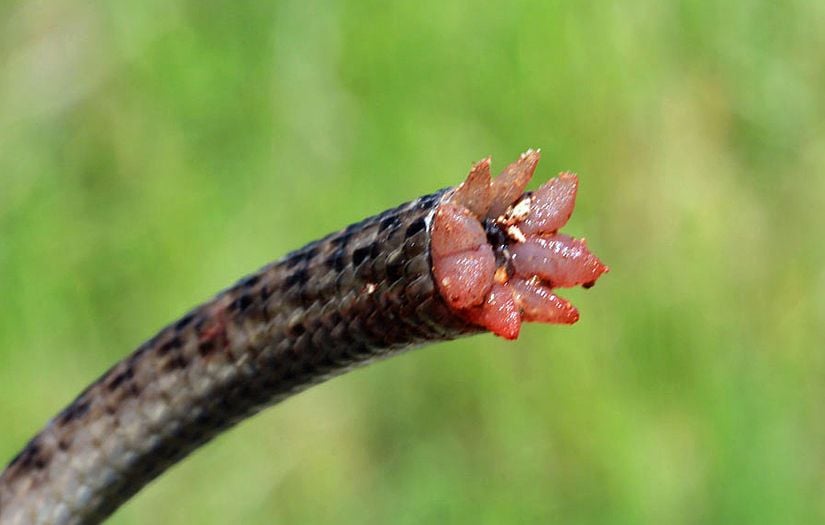 Kaudal ototomi sonucu ayrılmış bir kertenkele kuyruğu.