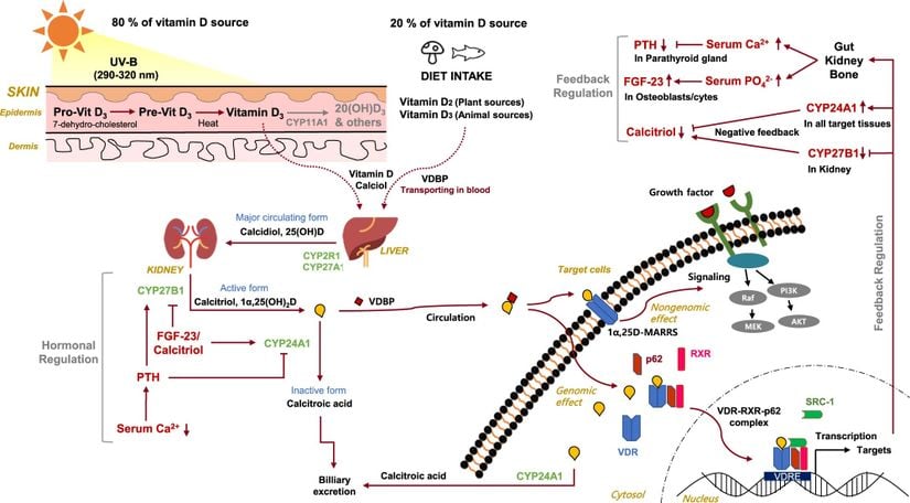 D vitamini metabolizmasının genel hatları. En sol üst köşede üretimin Güneş ışınlarıyla, özellikle de yeryüzüne ulaşan en &quot;zararlı&quot; radyasyon kaynaklarından olan UVB ışınlarıyla tetiklendiğine dikkat ediniz.