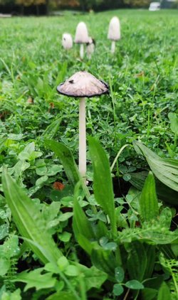 Bu hangi mantar türü?