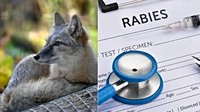 CDC Reports Rising Rabies Outbreaks Across the United States