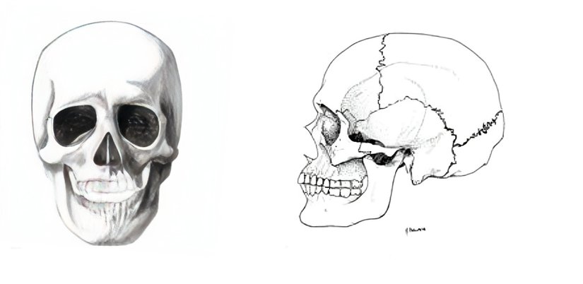 Erkek kafatası, daha pürüzlü ve daha keskin hatlarla öne çıkmaktadır. Kadın ve erkek kafatasları karşılaştırıldığında erkek kafatasındaki bazı bölgeler kadınlardan kolayca ayırt edilebilmesini sağlamaktadır.