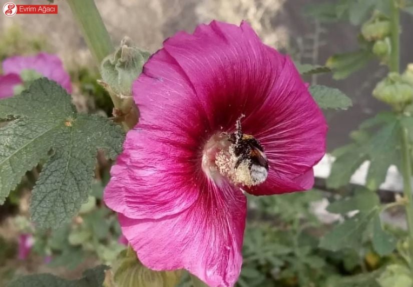 Polinasyon sırasında bir Bombus terrestris.