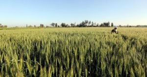 Wheat Prices Surge, Threatening Egypt's Food Security