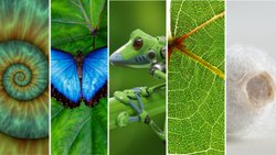 Nanoteknolojide Biyomimikri