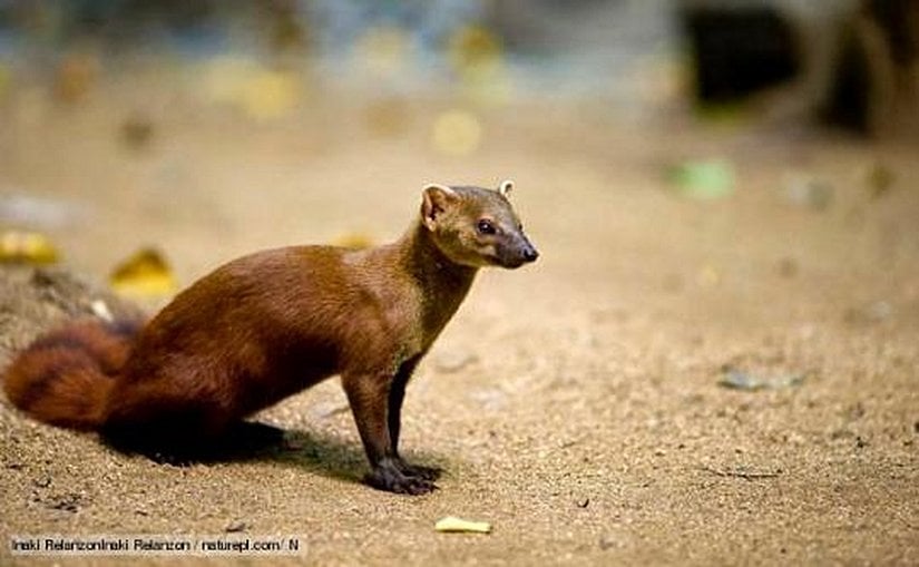 Eupleridae üyesi bir tür