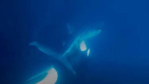 Orcas Master New Hunting Technique Targeting Whale Sharks