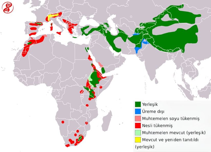 Sakallı akbabanın coğrafı dağılımı.