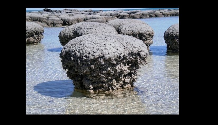 stromatolites