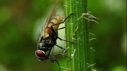 Karasinek (Musca domestica)