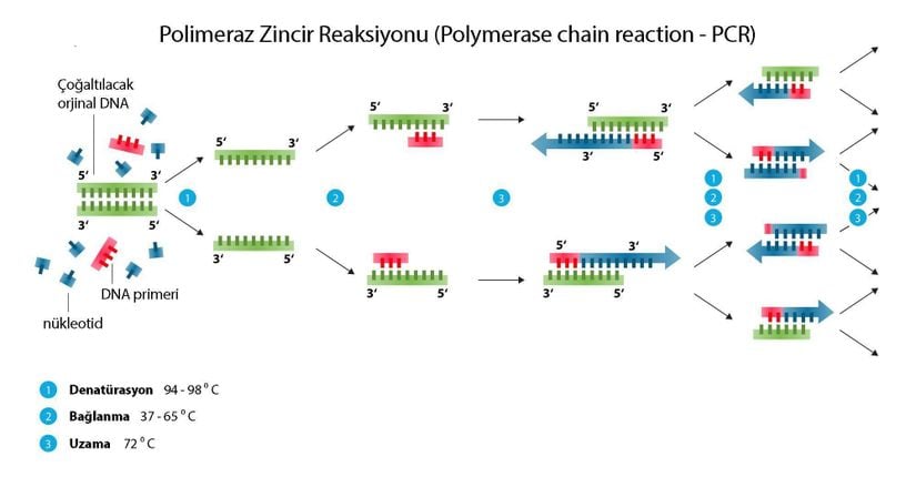 PCR temel aşamaları