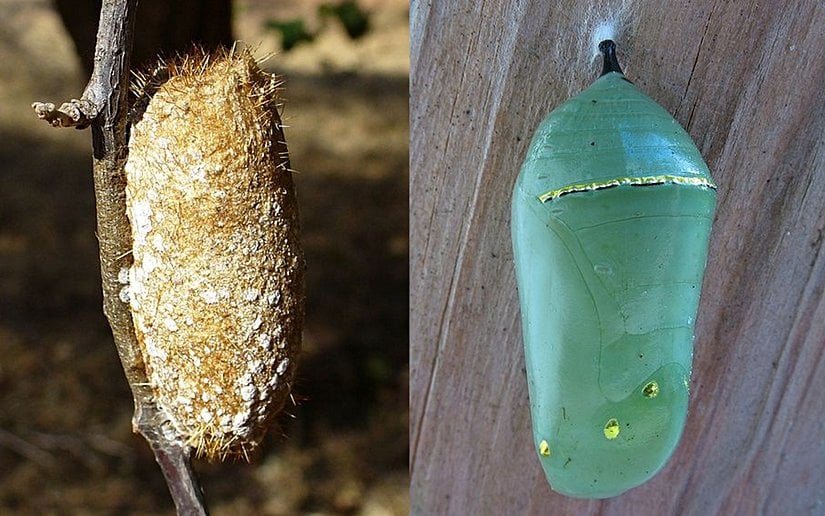 Tipik bir güve ve kelebek pupası