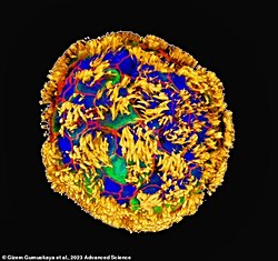 Bilim İnsanları Nöronları Onaran İnsan Hücrelerinden Yapılmış Mikroskobik Robotlar Yaratarak Gelecekte Alzheimer Tedavisine Kapı Araladı.