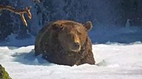 Alaska's Fat Bear Week returns with large contenders