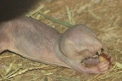 Çıplak Köstebek Farelerinin Uzun Ömrünün Sırrı Çözüldü: DNA Onarımını Güçlendiren Benzersiz Protein Keşfedildi.