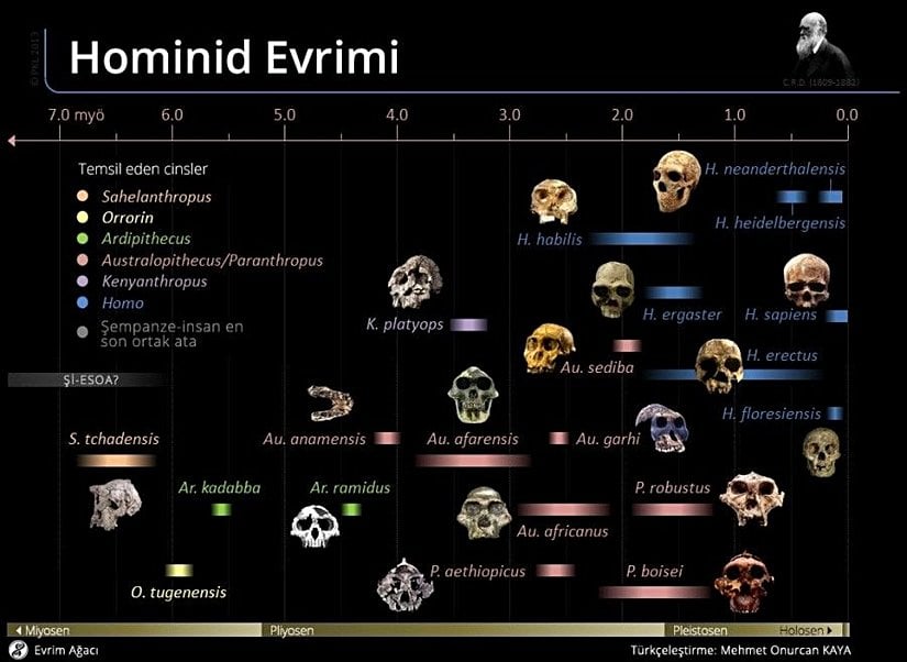 Hominid Evrimi
