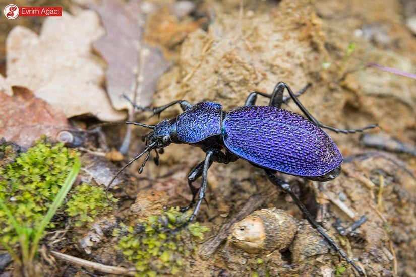 Menekşe karafatma (Carabus scabrosus), erişkin birey.