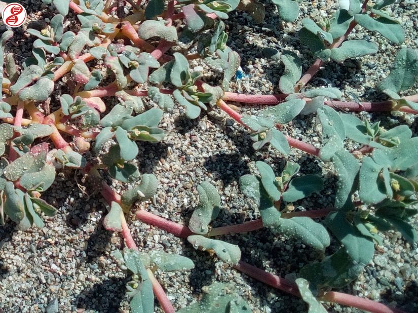 Tüysüz hanım döşeği (Euphorbia prostrata), Bursa.