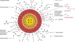 Genetik Kodun Evrimi: Bütün Canlılar Neden Aynı Genetik Kodu Kullanıyorlar?