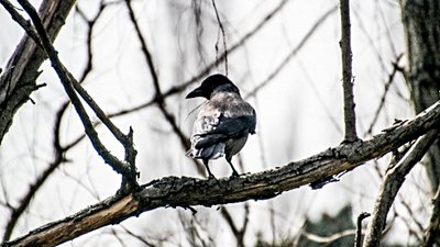 Leş kargası (Corvus cornix)