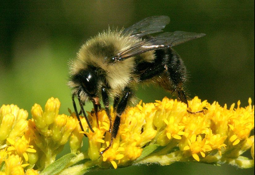 Doğu Bombus Arısı (Bombus impatiens)