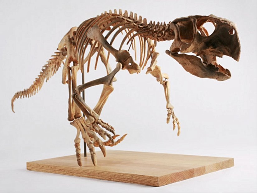 Psittacosaurus iskeleti