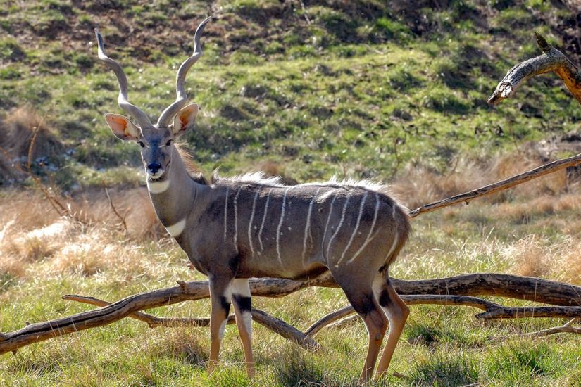 Yetişkin erkek küçük kudu.