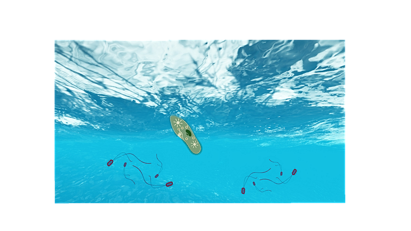 Rafting turnuvalarına katılsın diyorum, ne dersiniz?