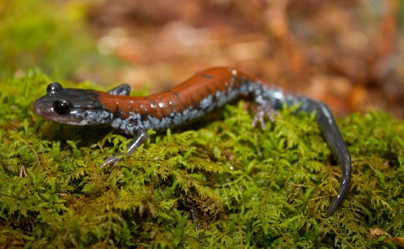 Fotoğrafta gördüğünüz Yonahlossee semenderi. Bilimsel adıyla Plethodon yonahlossee. Son derece renkli bir amfibi olan bu canlının davranışları hakkında pek fazla bilgi bulunmuyor. Bilindiği kadarıyla daha çok Kuzey Amerika'da bulunan canlı, yetişkinken kimyasallara karşı oldukça duyarlıdır. Ortamdaki kimyasal değişimlerini çok hassas bir şekilde algılayarak buna göre hareket edebilir. Türün larva evresi yoktur, doğrudan yetişkin hale geçer. Yani bu türün minik semenderleri, yetişkinlerin ufak bir versiyonu gibidir; yetişkinlerden çok da farklı gözükmez. Bu, semenderlerde pek sık rastlanan bir durum değildir. Ayrıca türün dişilerinin erkeklerden bariz bir şekilde iri olduğu bilinmektedir.