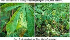 Hybrid Deep Learning Models Revolutionize Cassava Disease Detection