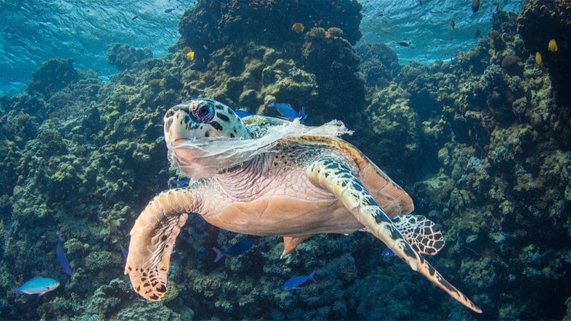 Plastik Nedir? Faydaları ve Zararları Nelerdir? Plastik Tüketimi, Türkiye ve Dünya'da Canlıları Nasıl Etkiliyor?