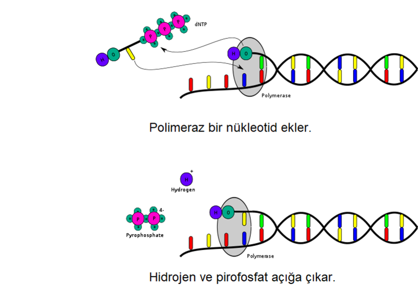 Deoksiribonükleotit trifosfatların sentezlenen kalıba eklenmesi, ortaya bir pirofosfat ve hidrojen iyonu çıkmasına sebep olur. Açığa çıkan bu hidrojen iyonu da detektörler tarafından tespit edilerek nükleotit eklendiği tespit edilmiş olur.