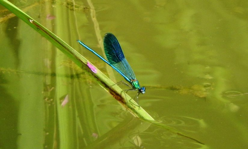 Calopteryx splendens (The banded demoiselle) türü bir kızböceği