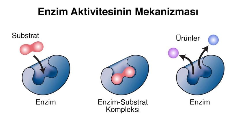 Görsel: <https://www.genome.gov/genetics-glossary/Enzyme>