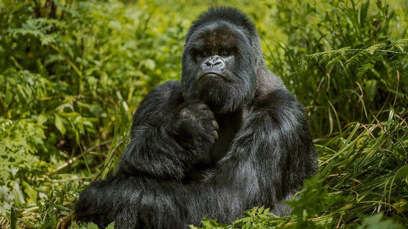 Doğu gorili (Gorilla beringei)