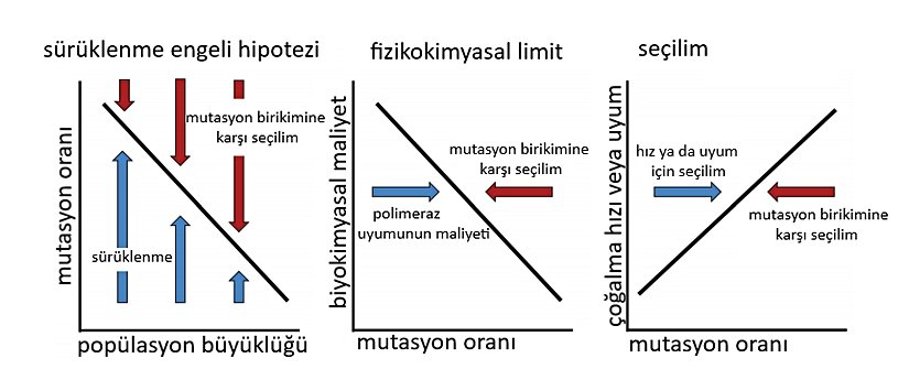 Mutasyon oranlarının neden sıfır olarak evrimleşmediğine dair üç hipotez; (Solda) Sürüklenme engeli hipotezi şunu öne sürüyor: Etkili popülasyon boyutu büyüdükçe zayıflayan sürüklenme, mutasyon oranlarının sıfıra ulaşmasını engeller. (Ortada) Fizikokimyasal sınır hipotezi, mükemmel polimeraz fonksiyonunun maliyetinin mutasyon oranını sıfırdan uzaklaştırdığını varsayar. (Sağda) Seçilim hipotezi, uyum sağlayabilirlik ve/veya çoğalma hızı seçilimin mutasyonu daha yüksek oranlara tetiklediğini öne sürer. Rakamlar yaklaşık eğilimlerdir ve kesin ilişkileri gösterme amacı taşımaz.