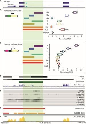 Unraveling WNT16's Role In Bone Health Through Gene Regulation