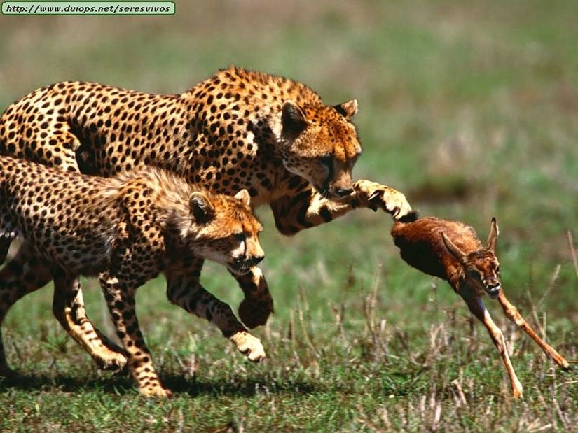 Benzer bir av-avcı ilişkisi de Acinonyx jubatus türü çitalar ile avları arasında bulunmaktadır. Doğa, acımasızdır. Yaş, tip, boyut ayırt etmeksizin başarısızlar elenir, başarılılar hayatta kalır ve ürer.