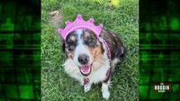 Missing Dog Myla Reunited With Family After Palm Springs Search