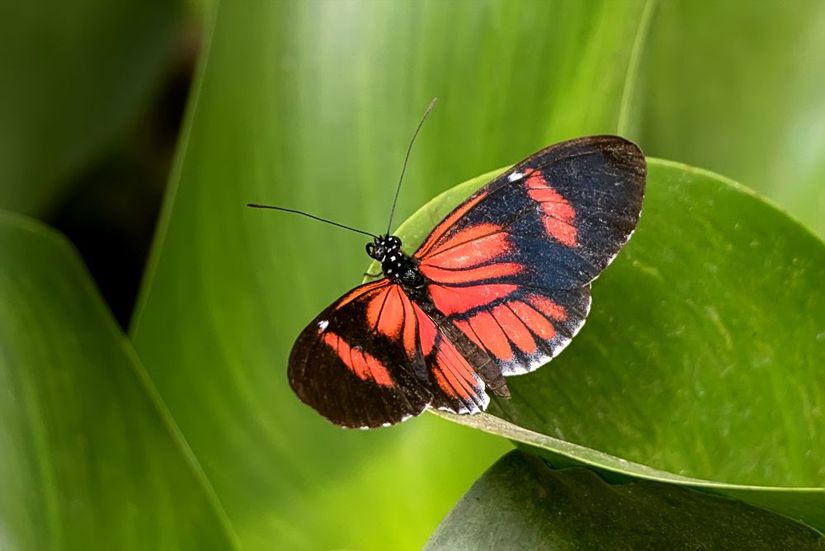 Heliconius melpemone