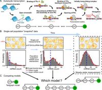 Transient power-law behaviour following induction distinguishes between competing models of stochastic gene expression - Nature Communications