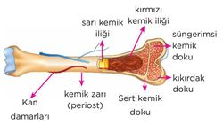 KEMİK GELİŞİMİ