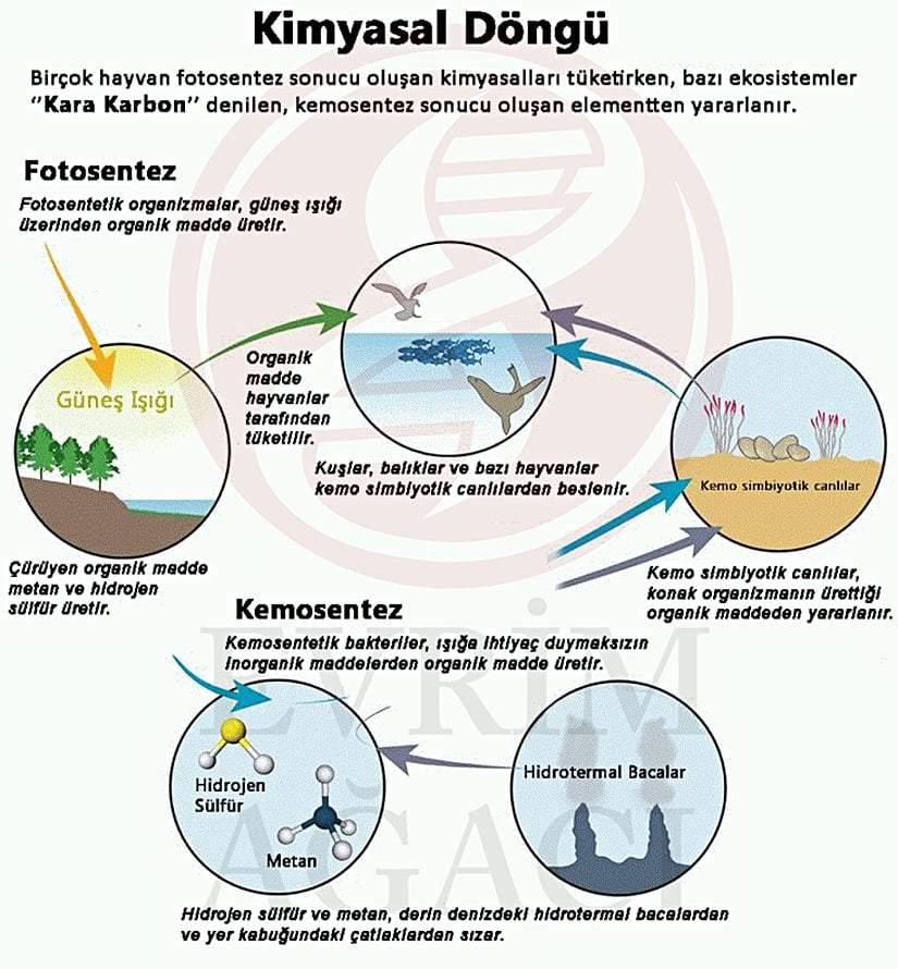 Kimyasallardan doğrudan enerji üretmek demek olan kemosentez, Dünya'da yaşamın temellerini atan ve tüm canlıların ortak atası olan ilk canlıların enerji üretmek için kullandığı yöntemdir. Burada çok basit bir şekilde bitkisel ve bakteriyel fotosentez ile yine bakteriyel kemosentezin döngülerini görüyoruz.