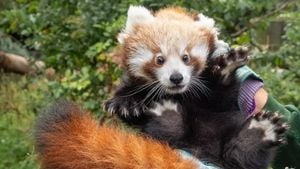 Edinburgh Zoo Faces Outrage After Baby Red Panda Death